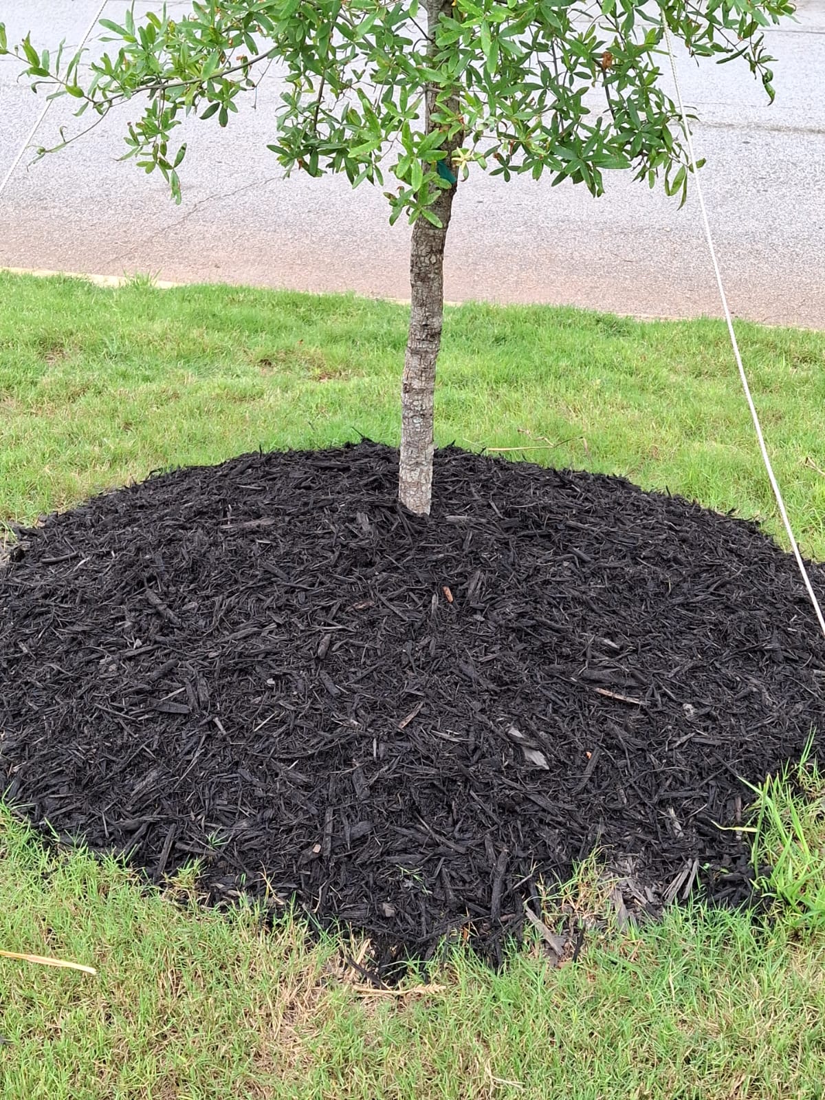 WhatsApp Image 2025-08-28 at 2.38.17 PM