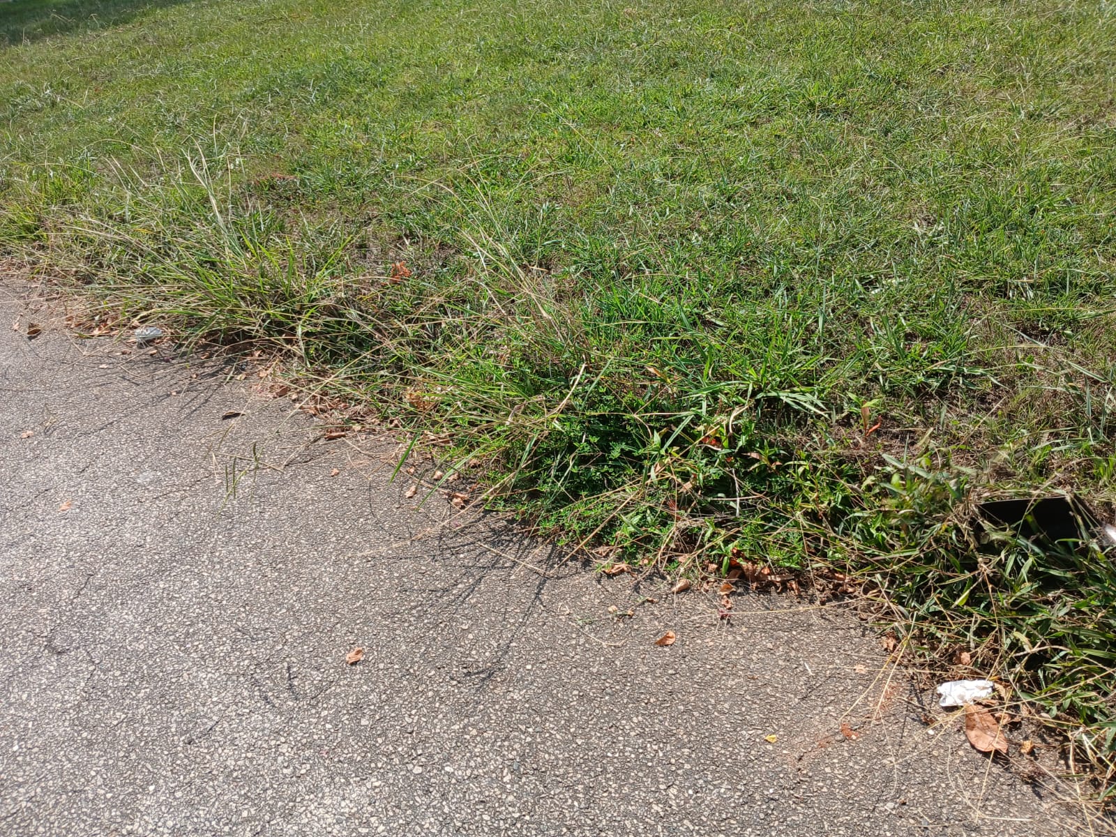 WhatsApp Image 2025-08-28 at 2.52.47 PM